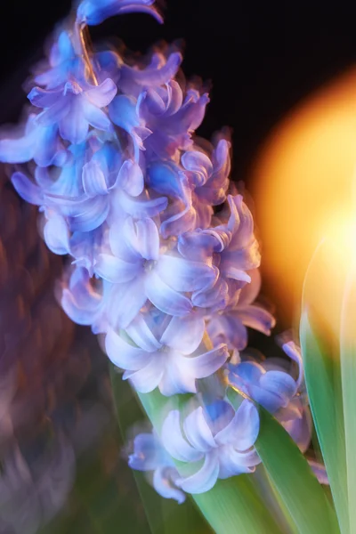 Hyacinth flower — Stock Photo, Image