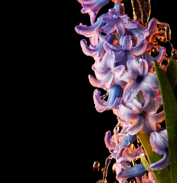 Fiore di giacinto con gocce d'acqua — Foto Stock