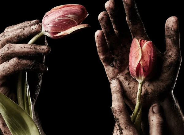 Mannenhand met tulip — Stockfoto