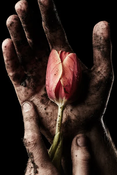 Tulip in vuile mannenhand — Stockfoto