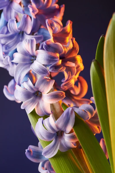 Mooie hyacinten bloem — Stockfoto