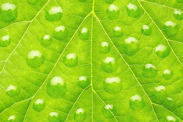 Leaf with drops of water — Stock Photo, Image