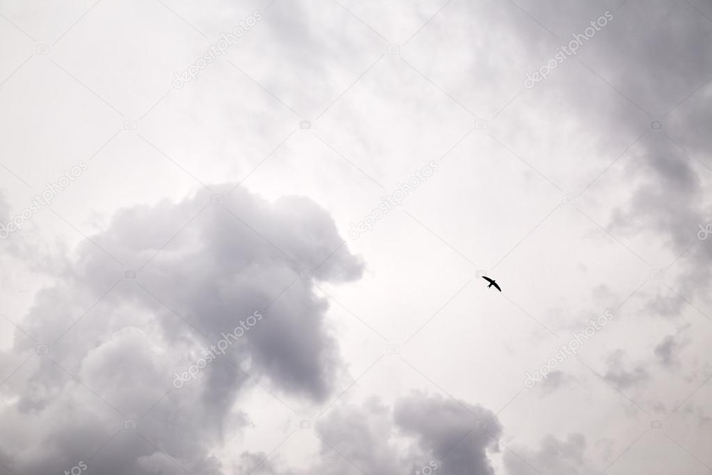 Flying bird in sky