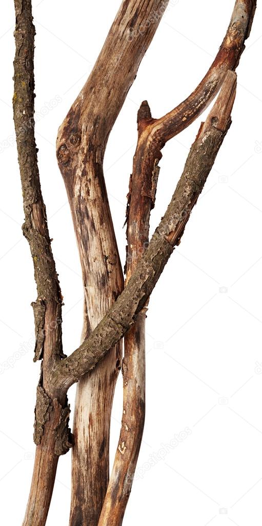 Sticks of tree