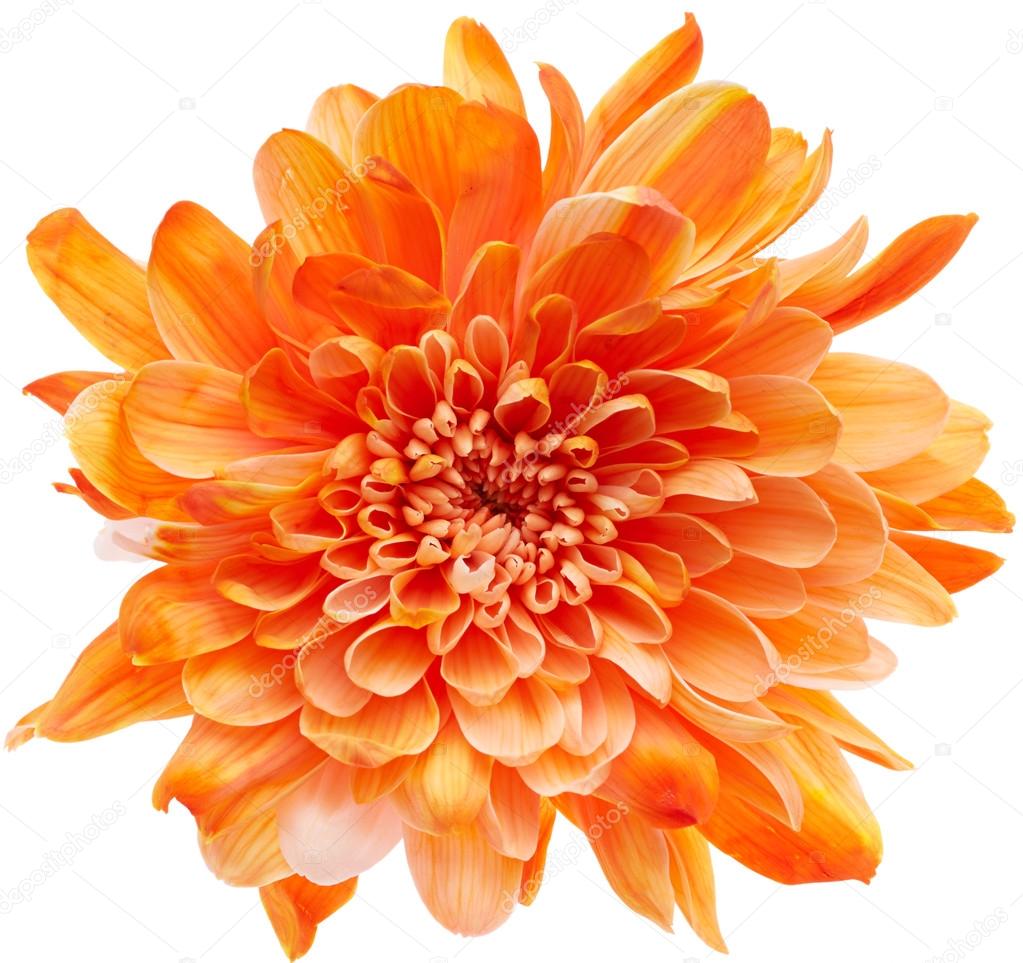 Chrysanthemum flower