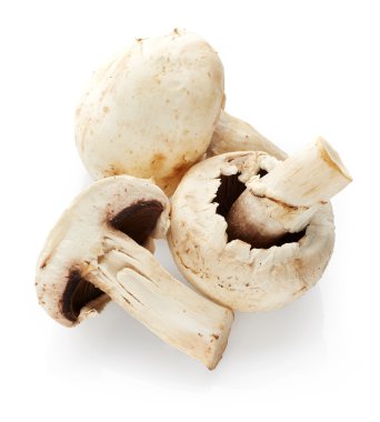champignon mantarları