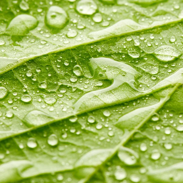 Hoja con gotas de agua — Foto de Stock