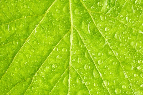 Green leaf with drops of water — Stock Photo, Image