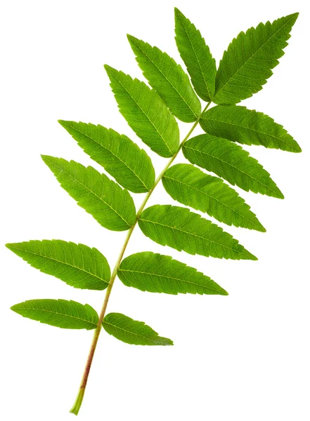 アカシア緑色の葉 — ストック写真