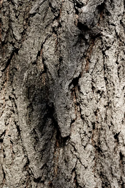 Bark tree — Stock Photo, Image
