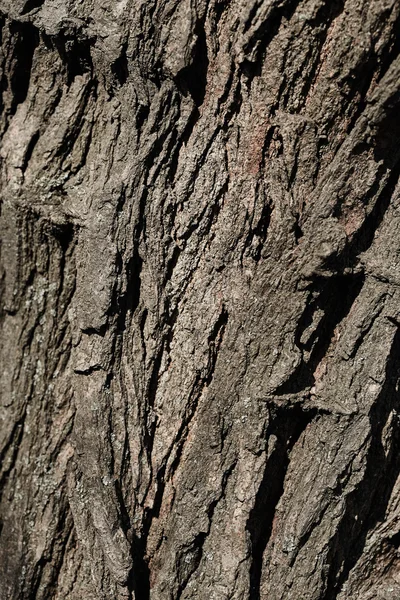Textura del árbol de corteza —  Fotos de Stock