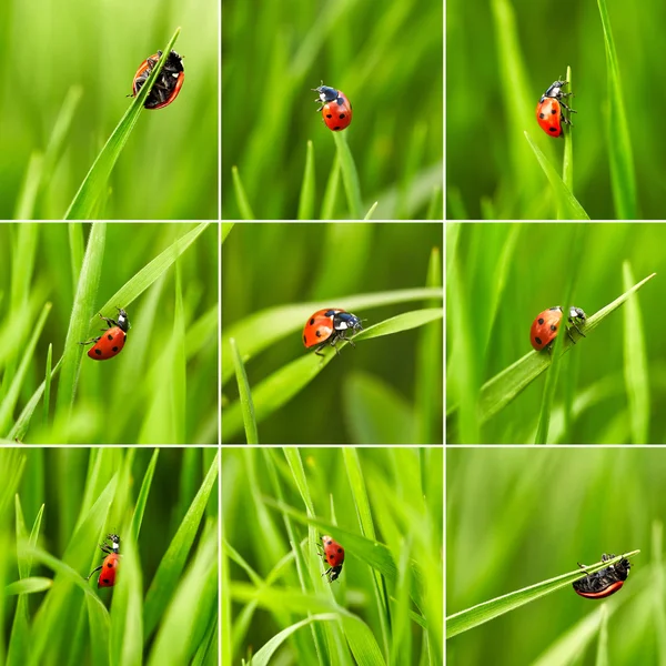 Beautiful ladybug on green grass — Stock Photo, Image