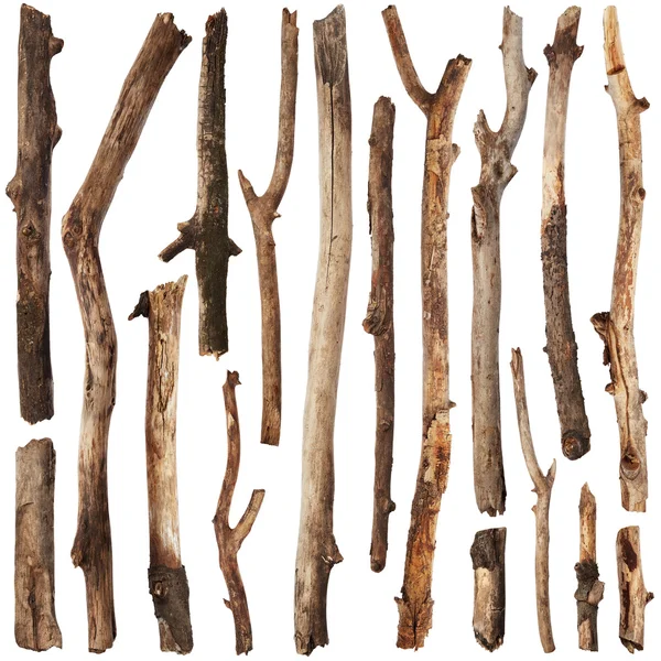 Tree branches set — Stock Photo, Image