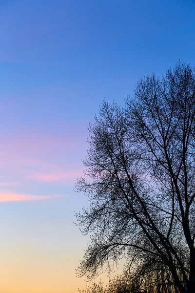 Tree on sky background — Stock Photo, Image