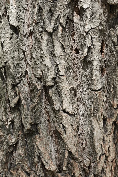 Bark tree texture — Stock Photo, Image