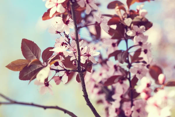 Flor de cereja Sakura — Fotografia de Stock