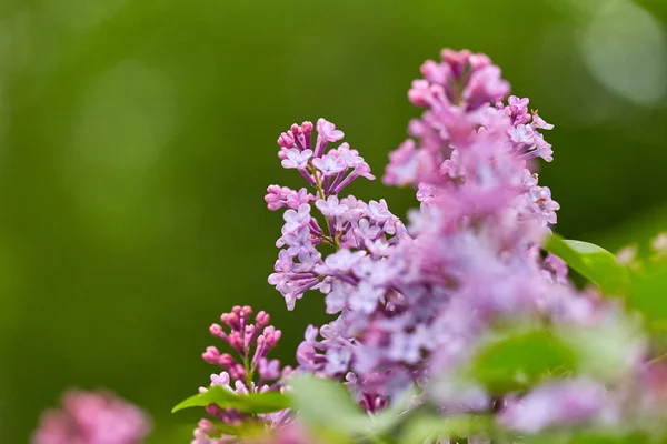 Hermosas flores lila — Foto de Stock