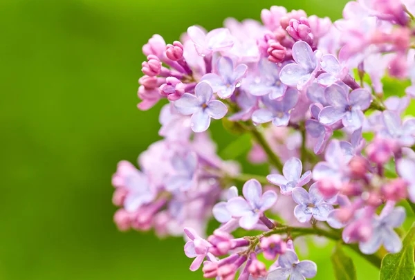 Lila bloemen met druppels water — Stockfoto