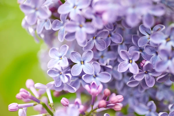 Flores de lilás perto — Fotografia de Stock