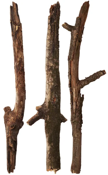 Ramuri de copac pe fundal alb — Fotografie, imagine de stoc