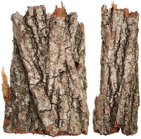 Kůra stromu, samostatný — Stock fotografie
