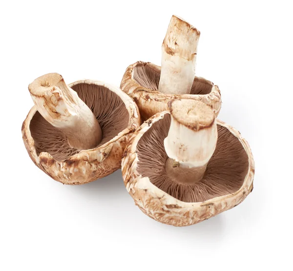 Funghi Champignons isolati — Foto Stock