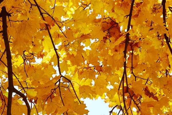 Beautiful autumn tree — Stock Photo, Image