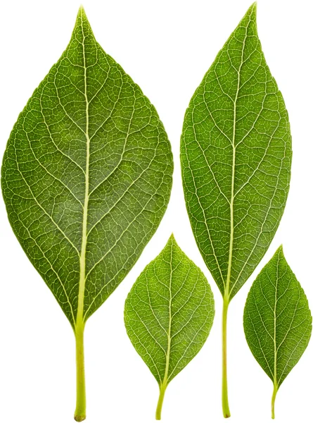 Sada zelených listů — Stock fotografie