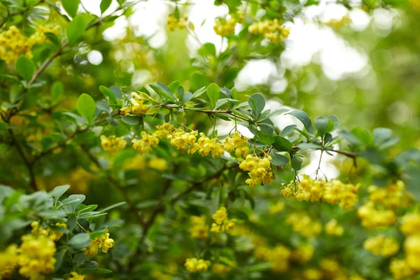 Bel arbre aux fleurs jaunes — Photo