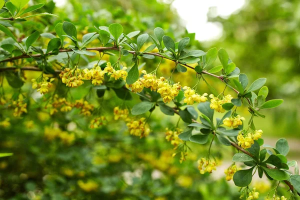 Όμορφο δέντρο με κίτρινα λουλούδια — Φωτογραφία Αρχείου
