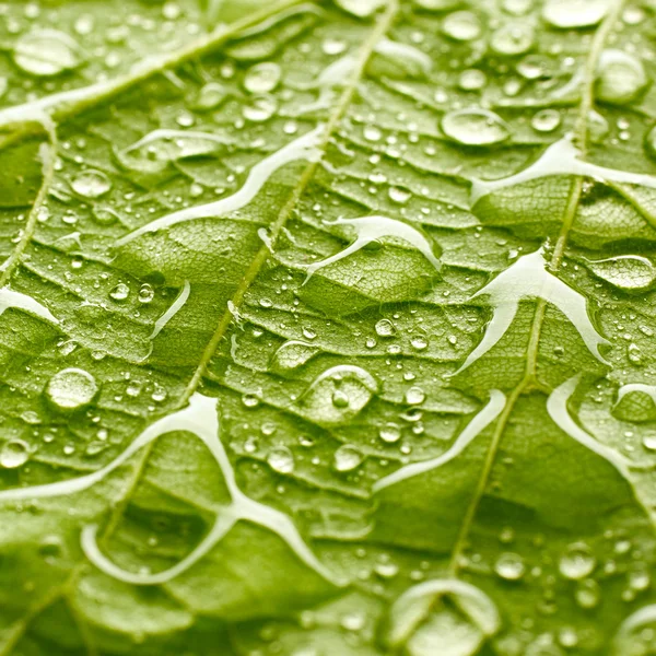 Foglia verde con gocce d'acqua — Foto Stock