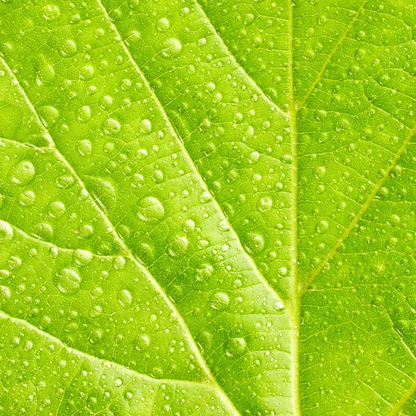 Green leaf with drops of water — Stock Photo, Image