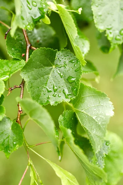 Feuilles avec gouttes d'eau — Photo