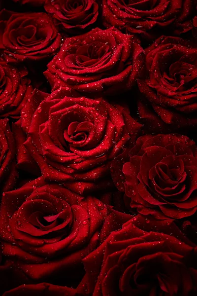 Rosen mit Wassertropfen — Stockfoto