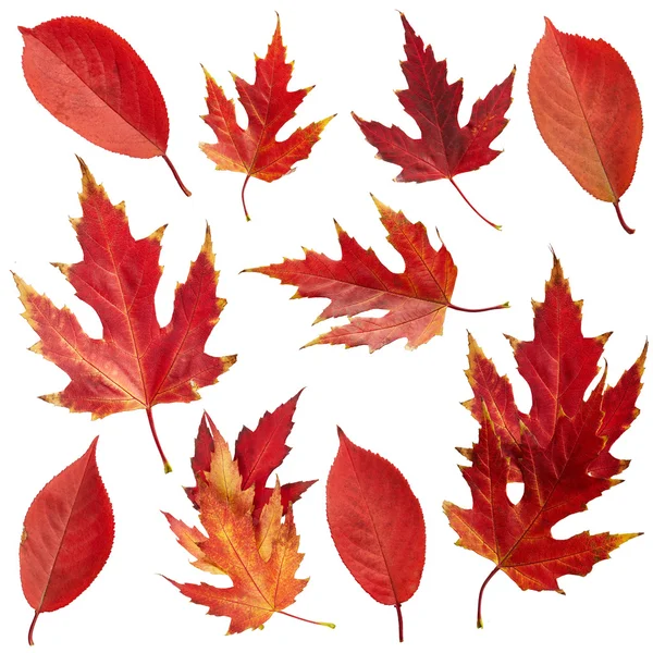 Outono folhas vermelhas — Fotografia de Stock