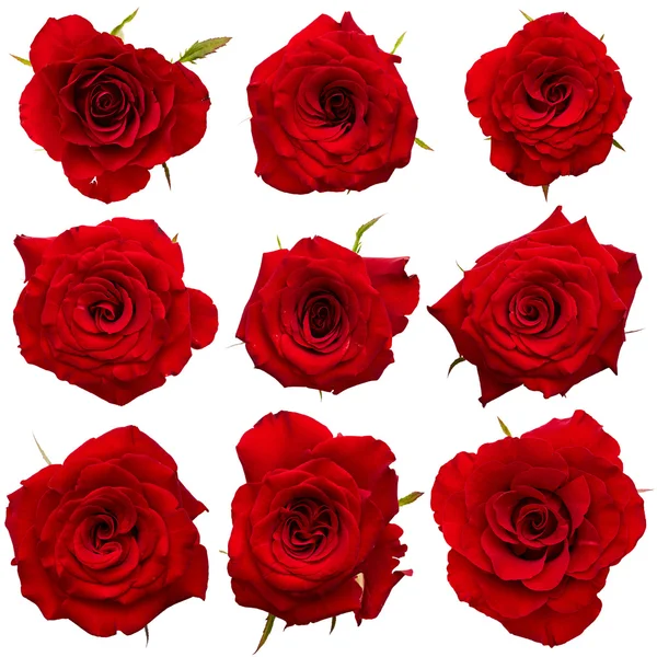 Rosas rojas — Foto de Stock