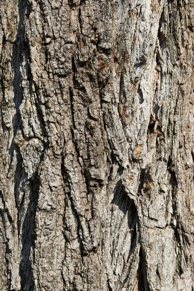 Árbol de corteza —  Fotos de Stock