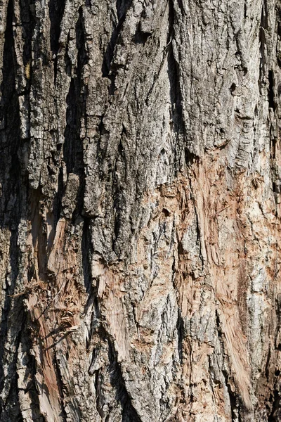 Bark tree — Stock Photo, Image