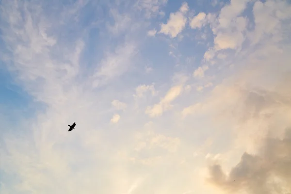 Vliegende vogel in de lucht — Stockfoto