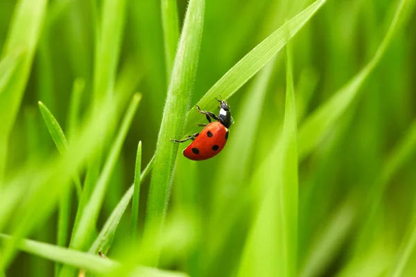 Marienkäfer auf grünem Gras — Stockfoto