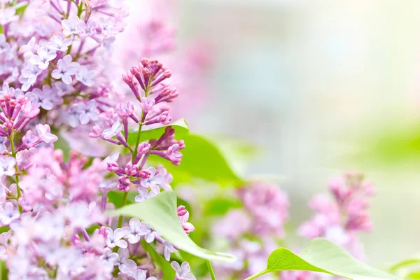 Flores de lila de cerca — Foto de Stock