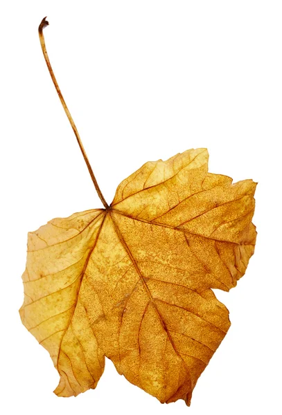 Maple autumn leaf — Stock Photo, Image