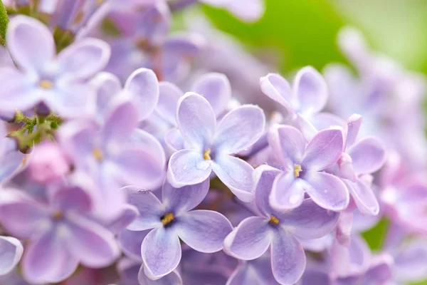 Fleurs de lilas — Photo