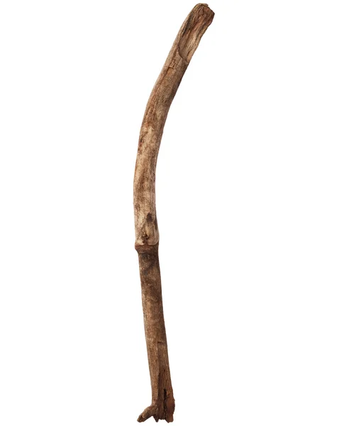 Wood branch — Stock Photo, Image