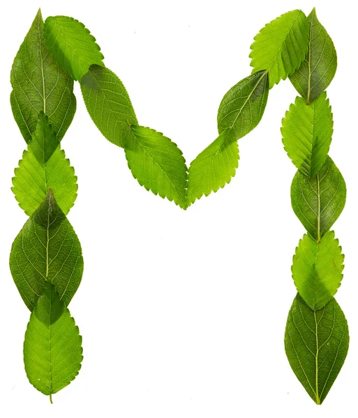 Alfabeto de hojas verdes. Letra M —  Fotos de Stock
