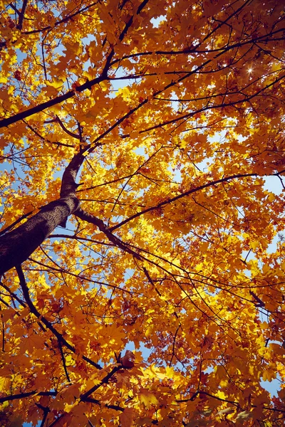 Beautiful autumn tree — Stock Photo, Image