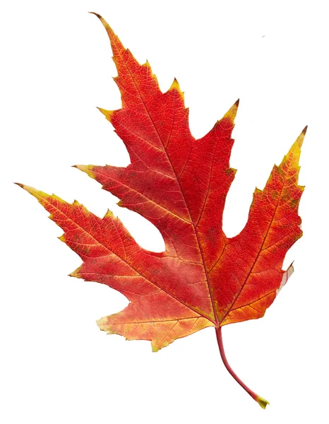 Ahorn-Herbstblatt — Stockfoto