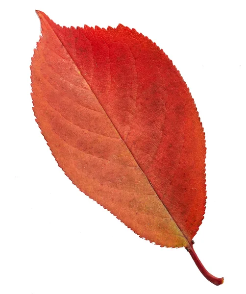 Czerwony jesienny liść — Zdjęcie stockowe