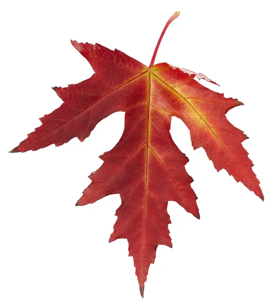 Ahorn-Herbstblatt — Stockfoto