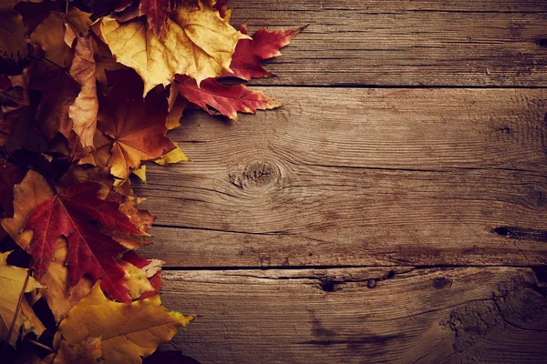 Autumn leaves — Stock Photo, Image